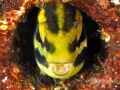   Fang Blenny  
